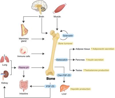 Editorial: Crosstalk between bone and other cells